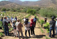 Huerto Modelo de Limoneros de INIA Intihuasi se transforma en un referente de técnicas agronómicas para agricultores de Punitaqui