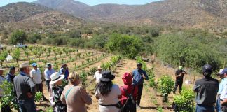 Huerto Modelo de Limoneros de INIA Intihuasi se transforma en un referente de técnicas agronómicas para agricultores de Punitaqui