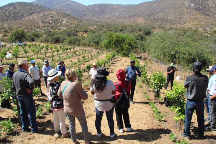 Huerto Modelo de Limoneros de INIA Intihuasi se transforma en un referente de técnicas agronómicas para agricultores de Punitaqui