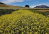 INIA Tamel Aike realizará Día de Campo y Charlas Técnicas sobre especies proteaginosas, oleaginosas y cereales para Aysén