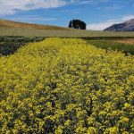 INIA Tamel Aike realizará Día de Campo y Charlas Técnicas sobre especies proteaginosas, oleaginosas y cereales para Aysén