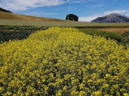 INIA Tamel Aike realizará Día de Campo y Charlas Técnicas sobre especies proteaginosas, oleaginosas y cereales para Aysén