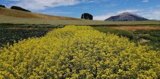 INIA Tamel Aike realizará Día de Campo y Charlas Técnicas sobre especies proteaginosas, oleaginosas y cereales para Aysén