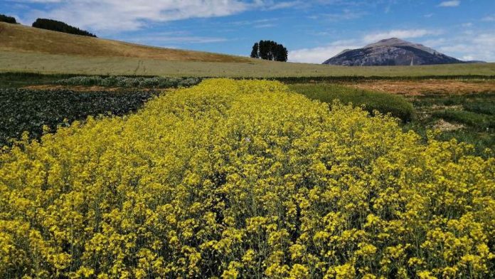 INIA Tamel Aike realizará Día de Campo y Charlas Técnicas sobre especies proteaginosas, oleaginosas y cereales para Aysén