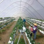INIA Ururi, 15 años al servicio de la agricultura familiar campesina de Arica y Parinacota