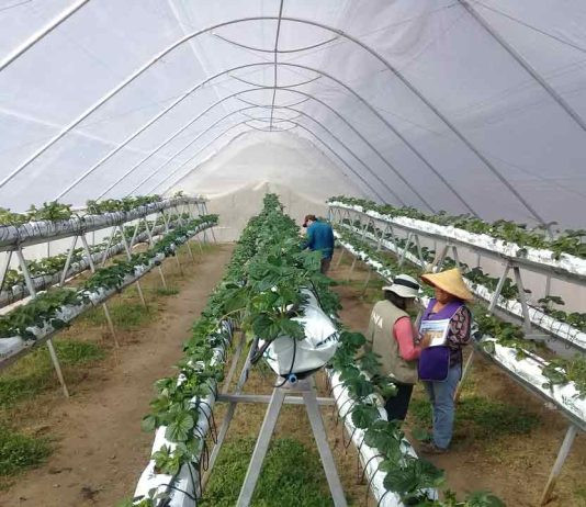 INIA Ururi, 15 años al servicio de la agricultura familiar campesina de Arica y Parinacota