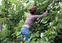 Investigadores de INIA e INTA de Argentina intercambiaron experiencias en control de plaga que afecta a berries y cerezos 