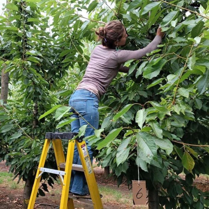 Investigadores de INIA e INTA de Argentina intercambiaron experiencias en control de plaga que afecta a berries y cerezos 
