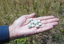 Estimulan producción de legumbres en la pequeña agricultura de la provincia de Arauco 