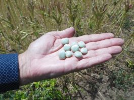 Estimulan producción de legumbres en la pequeña agricultura de la provincia de Arauco 