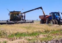 New Holland Agriculture acompaña al sector arrocero
