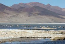 Nuevo Parque Nacional Salar del Huasco se implementará a través de estándares abiertos de participación