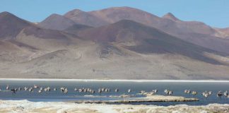 Nuevo Parque Nacional Salar del Huasco se implementará a través de estándares abiertos de participación