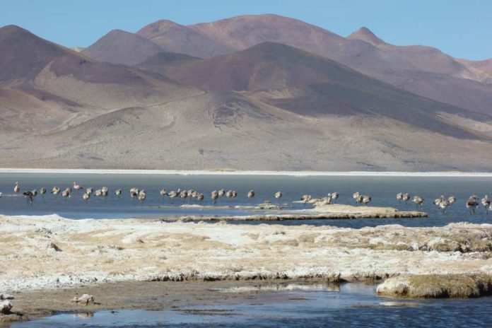 Nuevo Parque Nacional Salar del Huasco se implementará a través de estándares abiertos de participación