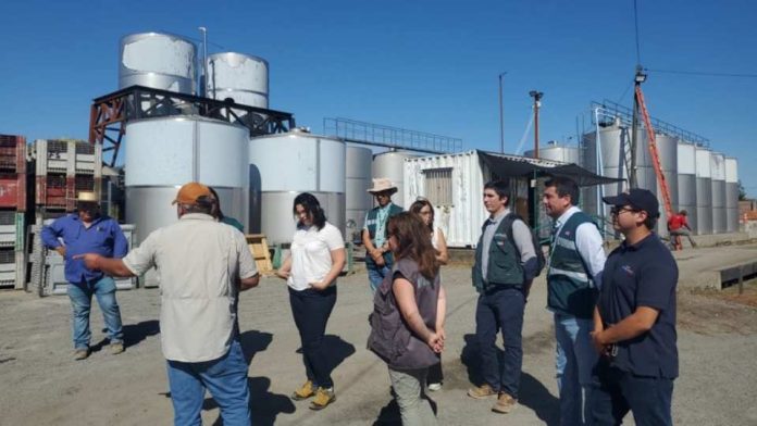 Odepa refuerza el trabajo de toma de precios de uva vinífera
