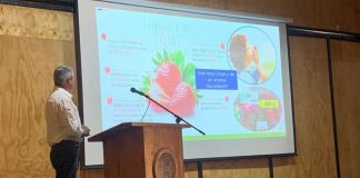 Productores de frutilla conocen nuevas tecnologías sustentables de producción 