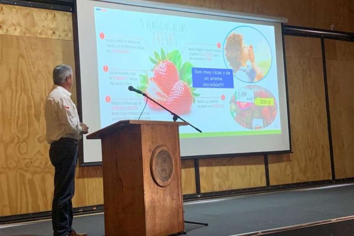Productores de frutilla conocen nuevas tecnologías sustentables de producción 