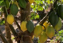 Proyecto de INIA busca poner en valor a la tradicional papaya serenense
