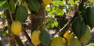 Proyecto de INIA busca poner en valor a la tradicional papaya serenense