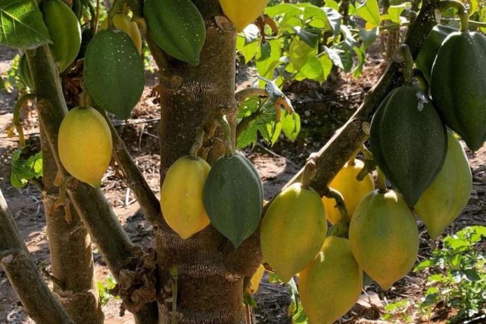Proyecto de INIA busca poner en valor a la tradicional papaya serenense