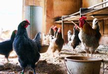 SAG Ñuble detecta caso de influenza aviar en aves de traspatio en comuna de Chillán Viejo