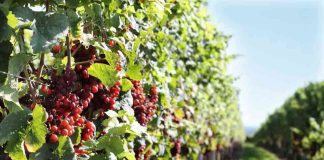 SAG amplía plazo para declarar las plantaciones de vides con su ubicación geoespacial