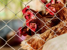 SAG confirma primer caso positivo de influenza aviar en aves de traspatio en la región Metropolitana