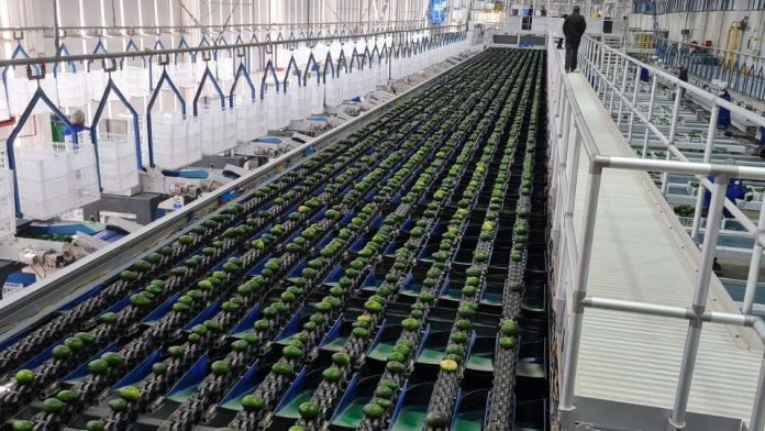 TOMRA FOOD COMPARTE SUS CONOCIMIENTOS ESPECIALIZADOS EN EL CONGRESO MUNDIAL DEL AGUACATE