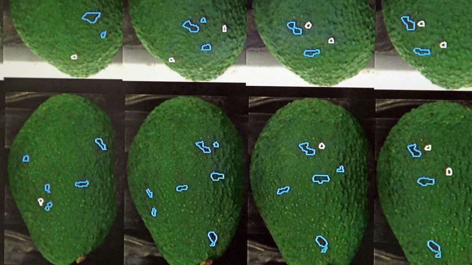 TOMRA FOOD COMPARTE SUS CONOCIMIENTOS ESPECIALIZADOS EN EL CONGRESO MUNDIAL DEL AGUACATE