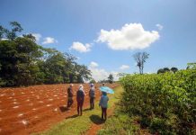 Tecnología y alimentos: Cómo la lucha por la seguridad alimentaria debe empoderar a los pequeños agricultores