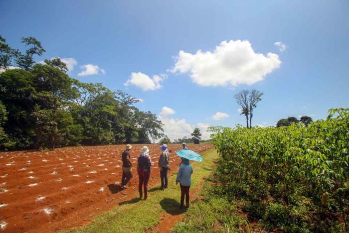 Tecnología y alimentos: Cómo la lucha por la seguridad alimentaria debe empoderar a los pequeños agricultores