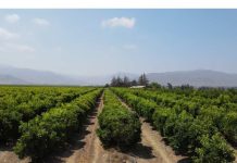 Tecnologías de eficiencia hídrica están ganando espacio en el campo de la Región de Coquimbo