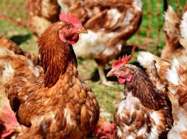 Veterinaria UdeC entrega detalles para conocer los síntomas de la gripe aviar en las aves