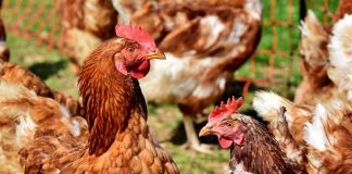 Veterinaria UdeC entrega detalles para conocer los síntomas de la gripe aviar en las aves