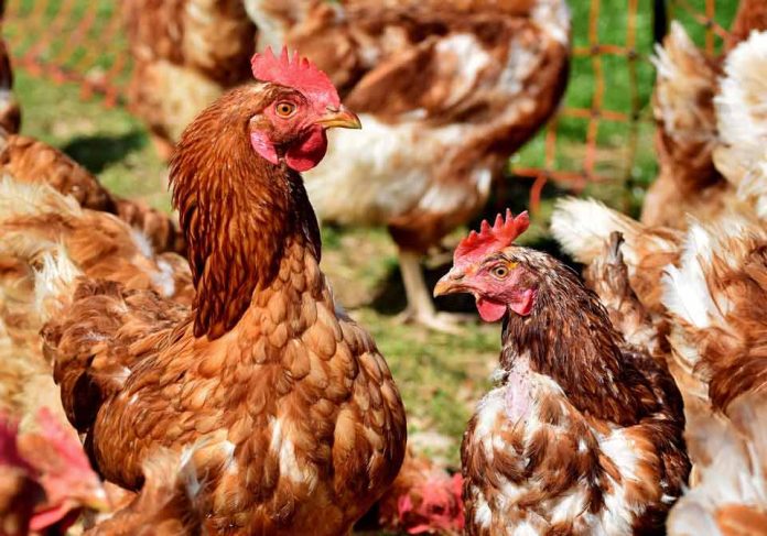 Veterinaria UdeC entrega detalles para conocer los síntomas de la gripe aviar en las aves