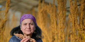 Agricultora Julia Muñoz cosechó la primera producción de quinua bajo invernadero en Puerto Natales