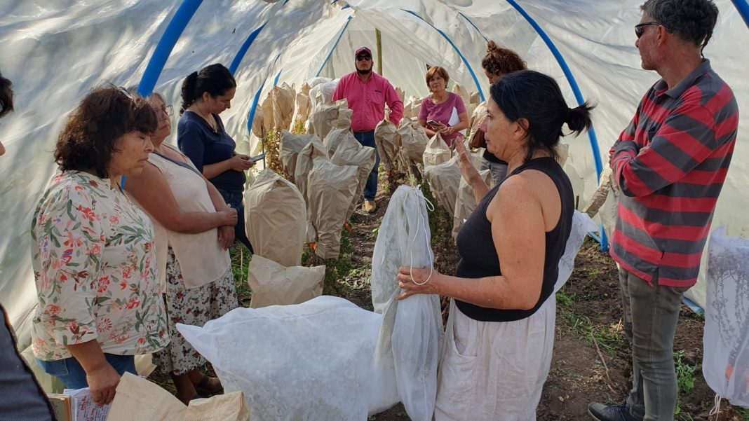 Agricultores de San Vicente de Tagua-Tagua aprenden a cosechar y conservar semillas tradicionales