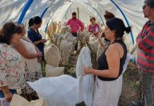 Agricultores de San Vicente de Tagua-Tagua aprenden a cosechar y conservar semillas tradicionales