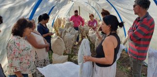 Agricultores de San Vicente de Tagua-Tagua aprenden a cosechar y conservar semillas tradicionales