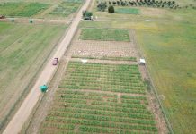Agricultores del secano Mediterráneo de Chile están cerca de contar con la primera variedad de alfalfa