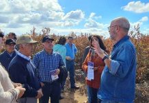 Agroseguros del MINAGRI entregó indemnizaciones por más de $76 millones a pequeños arandaneros del Maule afectados por heladas