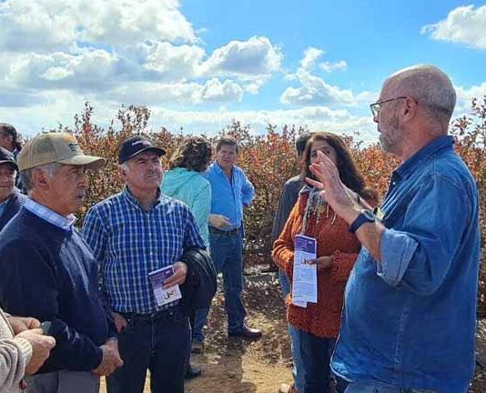 Agroseguros del MINAGRI entregó indemnizaciones por más de $76 millones a pequeños arandaneros del Maule afectados por heladas