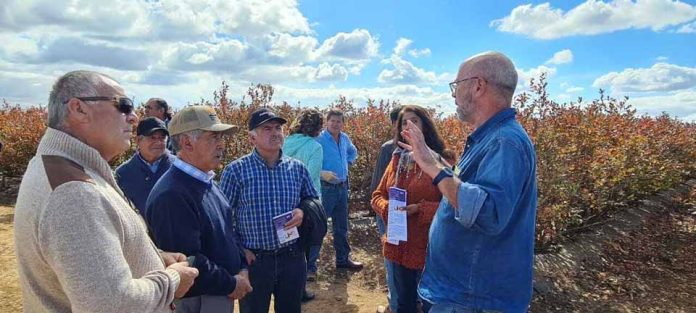 Agroseguros del MINAGRI entregó indemnizaciones por más de $76 millones a pequeños arandaneros del Maule afectados por heladas