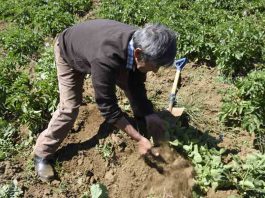 Agroseguros del ministerio de agricultura cuenta con seguro agrícola para proteger a las y los pequeños y medianos agricultores