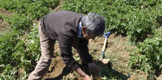 Agroseguros del ministerio de agricultura cuenta con seguro agrícola para proteger a las y los pequeños y medianos agricultores