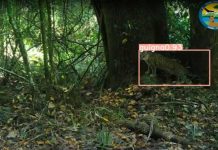 Aplican inteligencia artificial en fotomonitoreo con cámaras trampa dentro de áreas silvestres protegidas