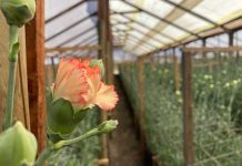 Apoyo de la ciencia para fortalecer a floricultores de Longotoma