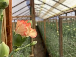 Apoyo de la ciencia para fortalecer a floricultores de Longotoma Apoyo de la ciencia para fortalecer a floricultores de Longotoma