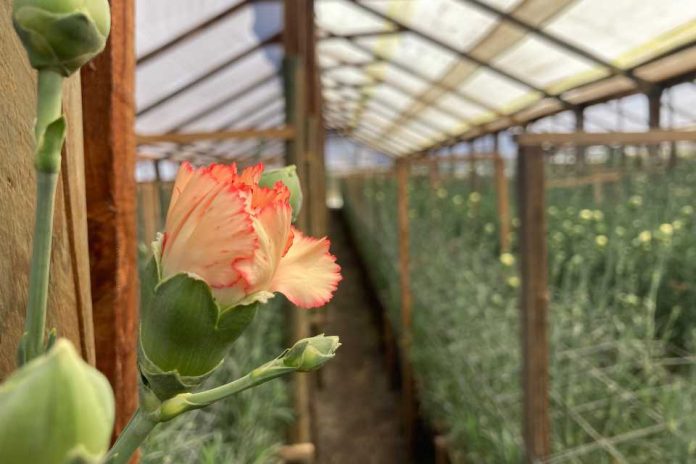 Apoyo de la ciencia para fortalecer a floricultores de Longotoma