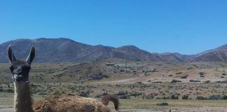 Aumenta población de guanacos en Parque Nacional Llanos de Challe